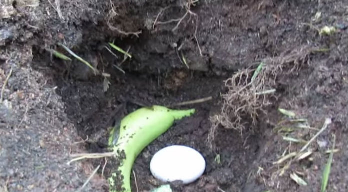 Quand il a dit pourquoi il a mis un œuf et une banane dans le sol, j’ai pensé que c’était une blague. Mais le résultat? WOW!