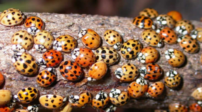 Les gens pensent que ces insectes autour de leurs maisons sont des coccinelles, mais la vérité est bien différente