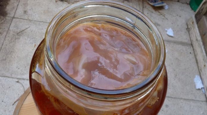 Kombucha : Cette boisson très populaire soulage les problèmes digestifs rapidement
