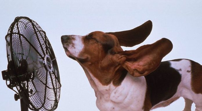 Votre animal peut être en danger s’il fait trop chaud, voici ce que vous devriez faire