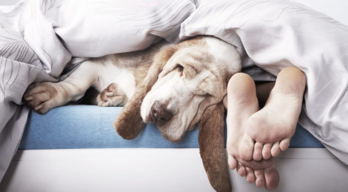 Dormir avec votre chien pourrait vous procurer de réels bénéfices!