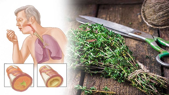 15 herbes qui vous aideront à améliorer votre système respiratoire