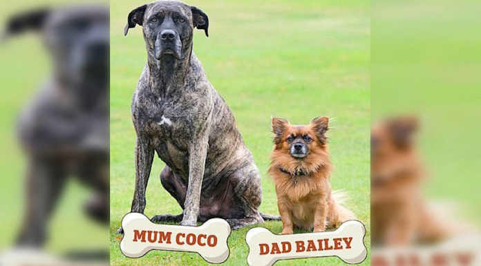 Un petit poméranien féconde un mastiff géant, mais leur propriétaire est choqué quand il voit le chiot
