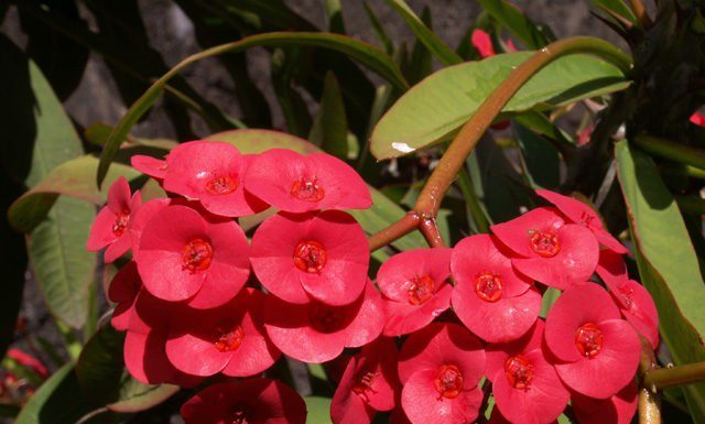8 plantes dangereuses pour vos enfants et vos animaux que vous ne devriez jamais garder à l’intérieur
