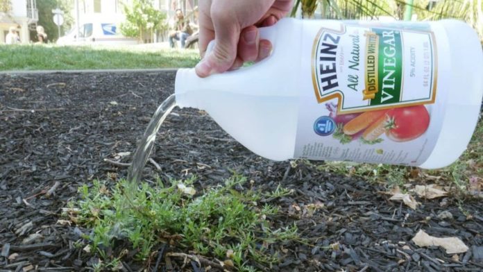 vinegar