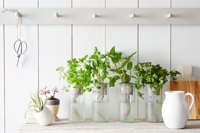 9e6dafa0-74ee-4684-9cb5-50ff2a4ac0d6--2016-0330_modern-sprout_eco-planter-herb-kits_email_alpha-smoot_222