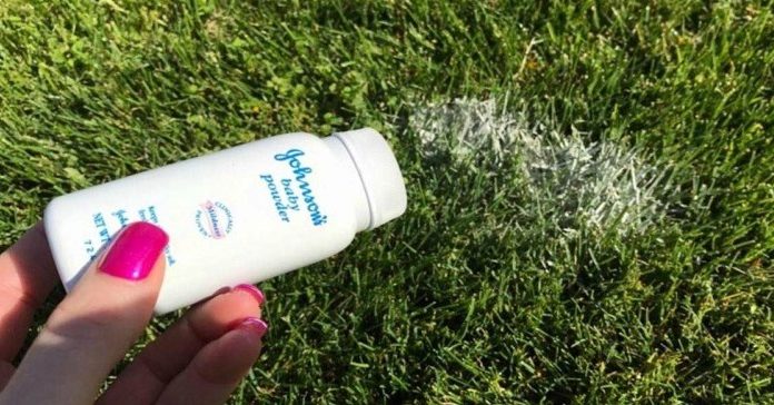 Dites adieu aux insectes de votre jardin avec de la poudre pour bébé