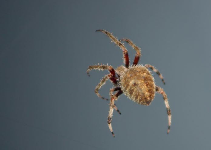 Araignée