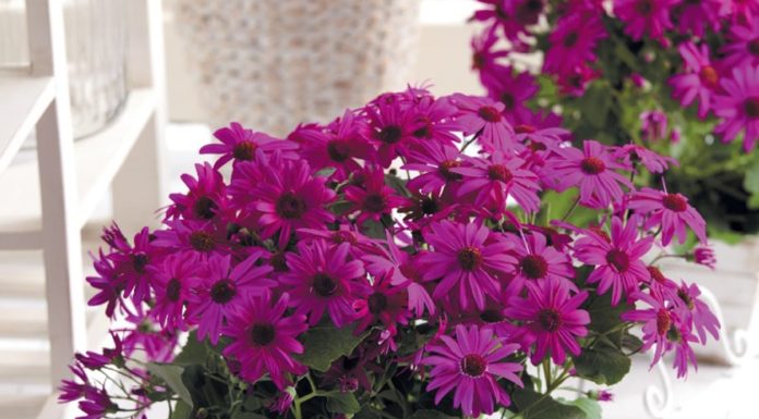 10 fleurs faciles à faire pousser – même ceux qui n’ont pas le pouce vert réussiront