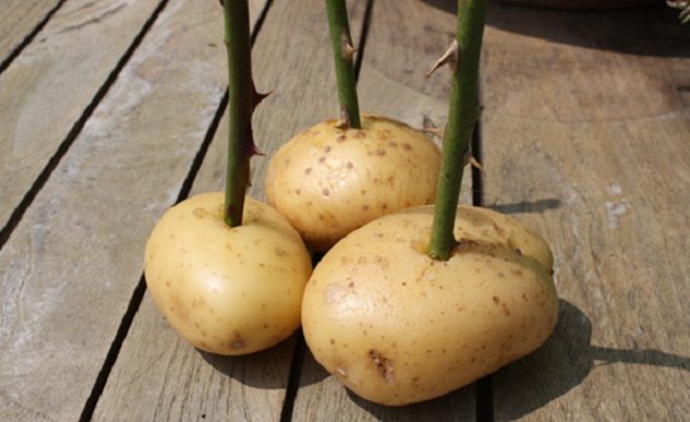 20 astuces de jardinage qui vont rendre vos voisins jaloux