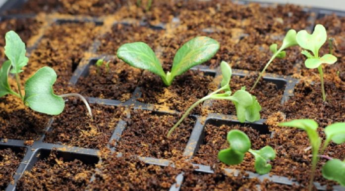 Voici pourquoi vous devriez mettre de la cannelle sur vos plantes